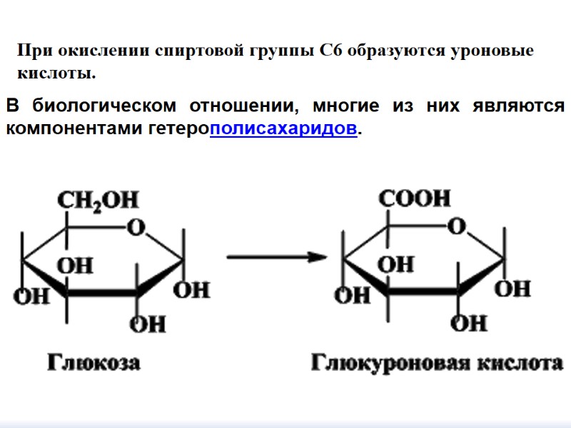 При окислении спиртовой группы С6 образуются уроновые кислоты. В биологическом отношении, многие из них
